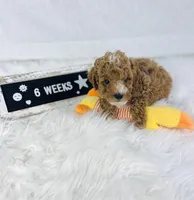 Surf, a male Poodle - Toy  and Poodle - Miniature  for sale in Milton, FL – Photo 2 of 10