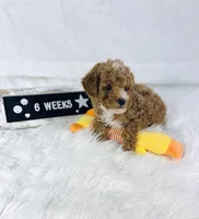 Surf, a male Poodle - Toy  and Poodle - Miniature  for sale in Milton, FL – Photo 6 of 10