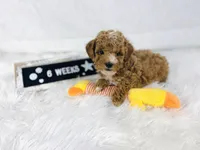 Surf, a male Poodle - Toy  and Poodle - Miniature  for sale in Milton, FL – Photo 5 of 10