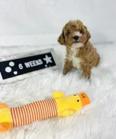 Surf, a male Poodle - Toy  and Poodle - Miniature  for sale in Milton, FL – Photo 3 of 10