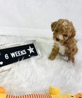 Surf, a male Poodle - Toy  and Poodle - Miniature  for sale in Milton, FL – Photo 8 of 10