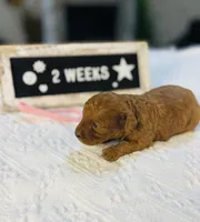 Sweet Potato, a female Poodle - Toy  for sale in Milton, FL – Photo 4 of 10