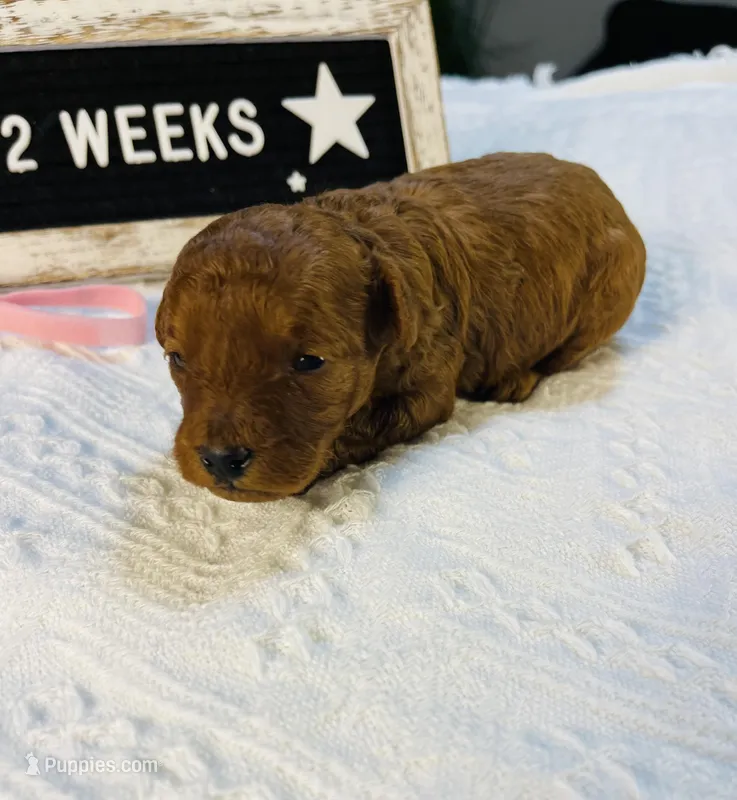 Sweet Potato, a female Poodle - Toy  for sale in Milton, FL – Photo 1 of 10