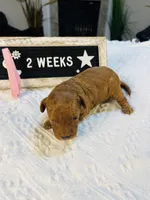 Sweet Potato, a female Poodle - Toy  for sale in Milton, FL – Photo 6 of 10