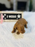 Sweet Potato, a female Poodle - Toy  for sale in Milton, FL – Photo 7 of 10