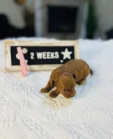 Sweet Potato, a female Poodle - Toy  for sale in Milton, FL – Photo 9 of 10