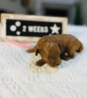 Sweet Potato, a female Poodle - Toy  for sale in Milton, FL – Photo 2 of 10