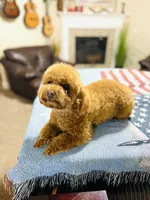 Sweet Potato, a female Poodle - Toy  for sale in Milton, FL – Photo 10 of 10