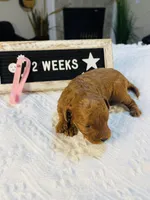 Sweet Potato, a female Poodle - Toy  for sale in Milton, FL – Photo 8 of 10