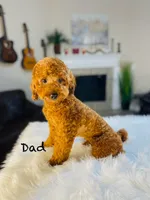 Sweet Potato, a female Poodle - Toy  for sale in Milton, FL – Photo 5 of 10