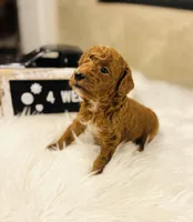 Waves, a male Poodle - Toy  for sale in Milton, FL – Photo 1 of 10