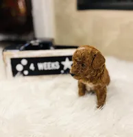 Waves, a male Poodle - Toy  for sale in Milton, FL – Photo 4 of 10