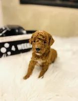 Waves, a male Poodle - Toy  for sale in Milton, FL – Photo 10 of 10