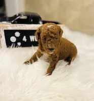 Waves, a male Poodle - Toy  for sale in Milton, FL – Photo 2 of 10