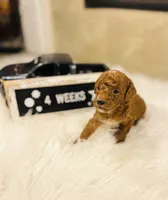 Waves, a male Poodle - Toy  for sale in Milton, FL – Photo 3 of 10