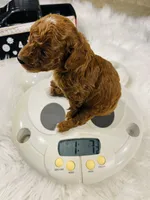 Waves, a male Poodle - Toy  for sale in Milton, FL – Photo 9 of 10