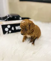 Waves, a male Poodle - Toy  for sale in Milton, FL – Photo 7 of 10