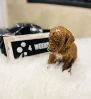 Waves, a male Poodle - Toy  for sale in Milton, FL – Photo 8 of 10