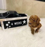 Waves, a male Poodle - Toy  for sale in Milton, FL – Photo 5 of 10