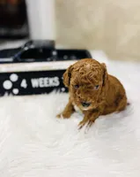 Peebles, a female Poodle - Toy  for sale in Milton, FL – Photo 3 of 10