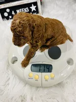 Peebles, a female Poodle - Toy  for sale in Milton, FL – Photo 6 of 10