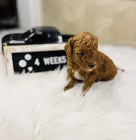 Peebles, a female Poodle - Toy  for sale in Milton, FL – Photo 4 of 10