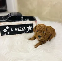 Peebles, a female Poodle - Toy  for sale in Milton, FL – Photo 8 of 10