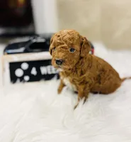 Peebles, a female Poodle - Toy  for sale in Milton, FL – Photo 5 of 10