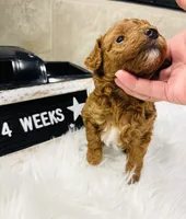 Peebles, a female Poodle - Toy  for sale in Milton, FL – Photo 9 of 10