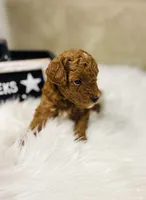 Peebles, a female Poodle - Toy  for sale in Milton, FL – Photo 1 of 10