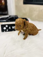 Peebles, a female Poodle - Toy  for sale in Milton, FL – Photo 10 of 10