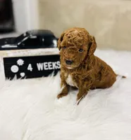 Peebles, a female Poodle - Toy  for sale in Milton, FL – Photo 7 of 10