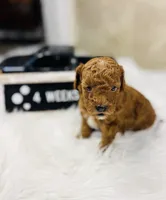 Peebles, a female Poodle - Toy  for sale in Milton, FL – Photo 2 of 10