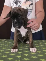 Oscar, a male Boxer for sale in Modesto, CA – 4 of 10