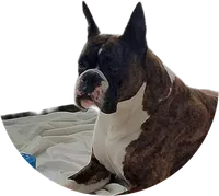 Oscar, a male Boxer for sale in Modesto, CA – 9 of 10