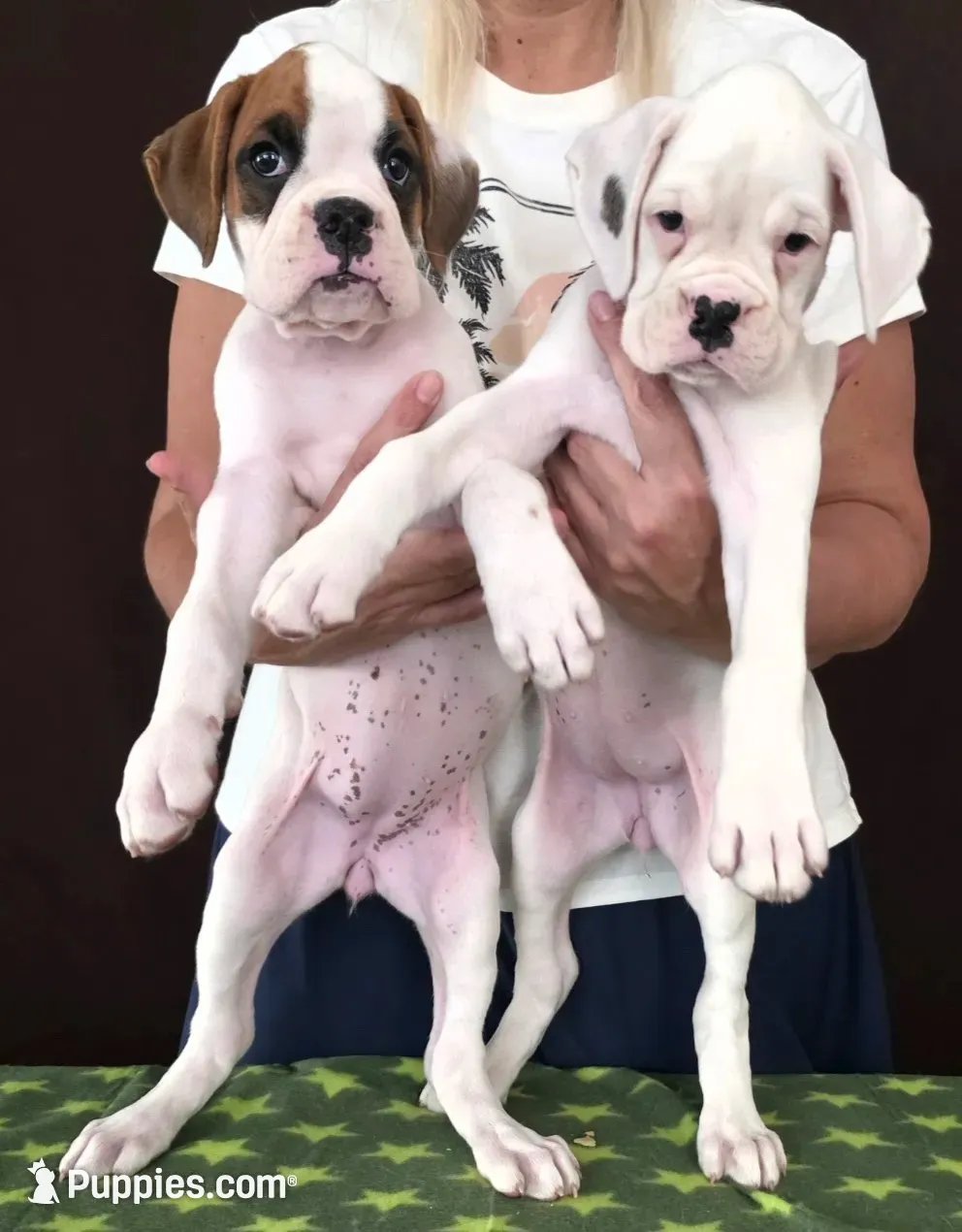 Lexi, a female Boxer for sale in Modesto, CA – 5 of 6