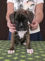 Oscar, a male Boxer for sale in Modesto, CA – 3 of 10