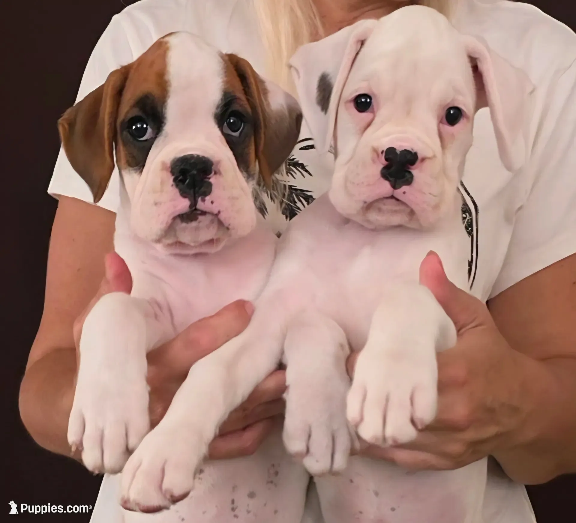 Lexi, a female Boxer for sale in Modesto, CA – 4 of 6