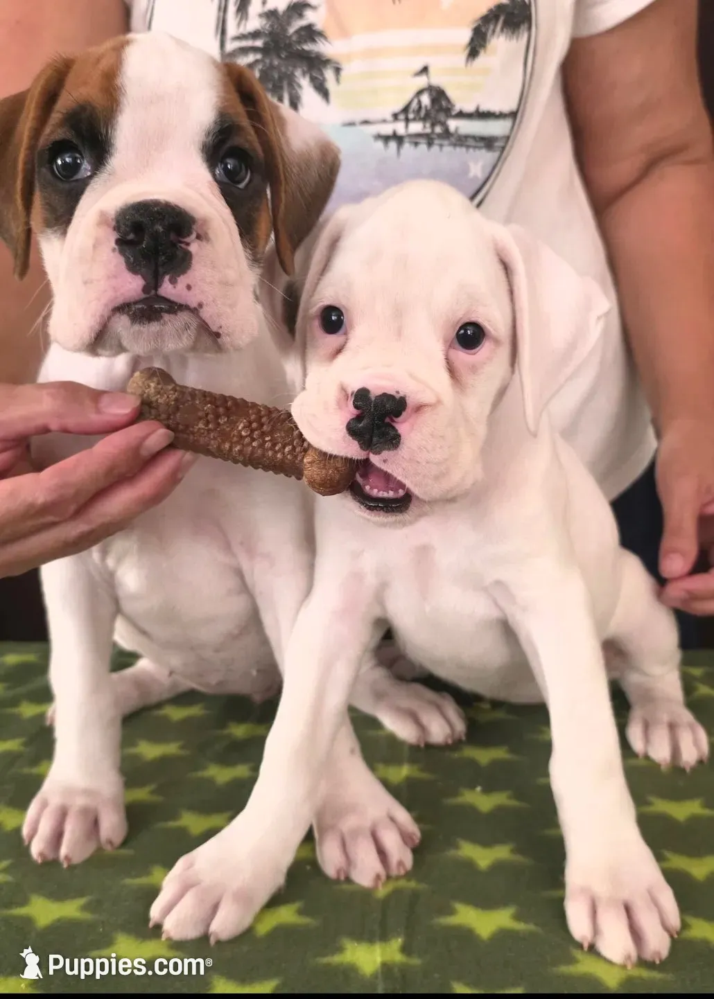 Lexi, a female Boxer for sale in Modesto, CA – 6 of 6