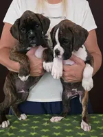 Oscar, a male Boxer for sale in Modesto, CA – 7 of 10