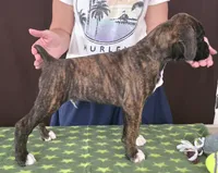 Oscar, a male Boxer for sale in Modesto, CA – 8 of 10
