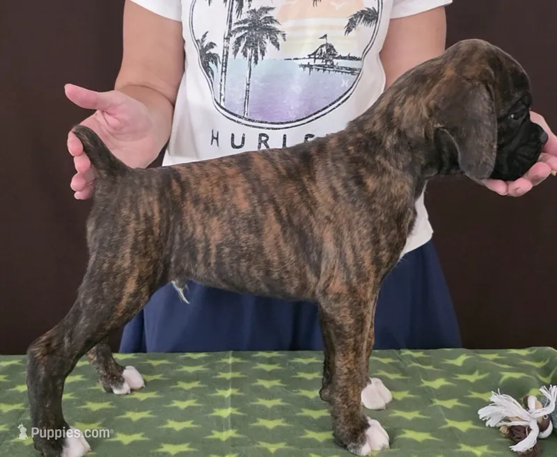 Oscar – Boxer puppy for sale in Modesto, CA