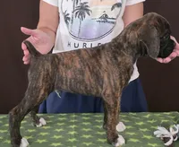 Oscar, a male Boxer for sale in Modesto, CA – 1 of 10