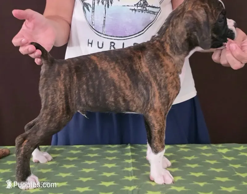Toby – Boxer puppy for sale in Modesto, CA