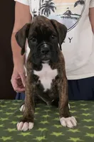 Oscar, a male Boxer for sale in Modesto, CA – 5 of 10