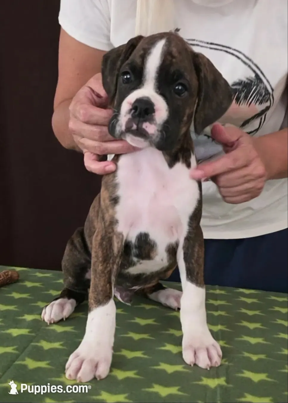 Toby, a male Boxer for sale in Modesto, CA – 5 of 10