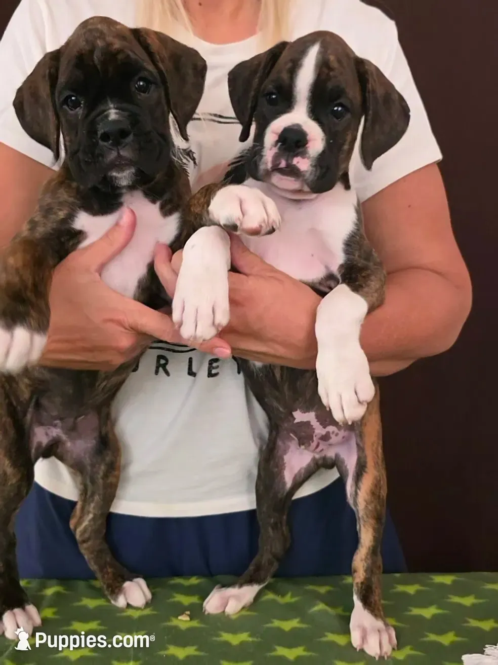 Toby, a male Boxer for sale in Modesto, CA – 6 of 10