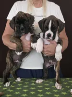Oscar, a male Boxer for sale in Modesto, CA – 6 of 10