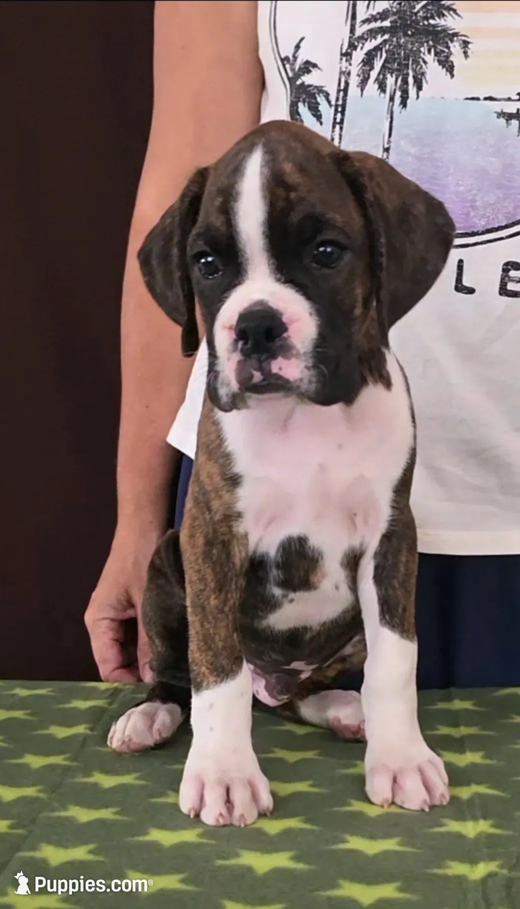Toby, a male Boxer for sale in Modesto, CA – 4 of 10