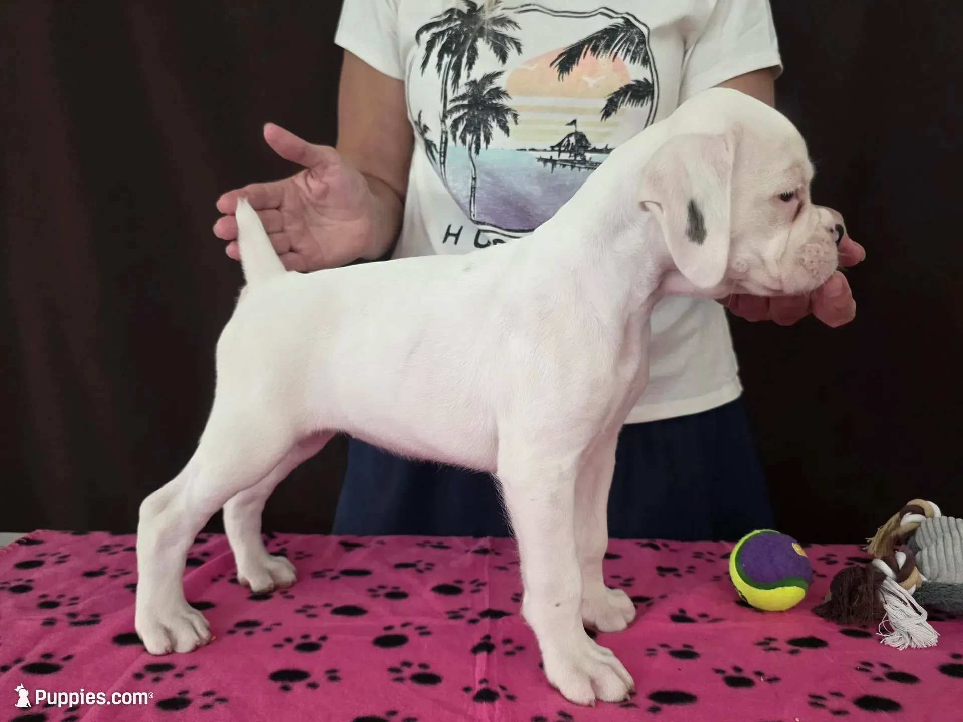 Lexi, a female Boxer for sale in Modesto, CA – 1 of 6